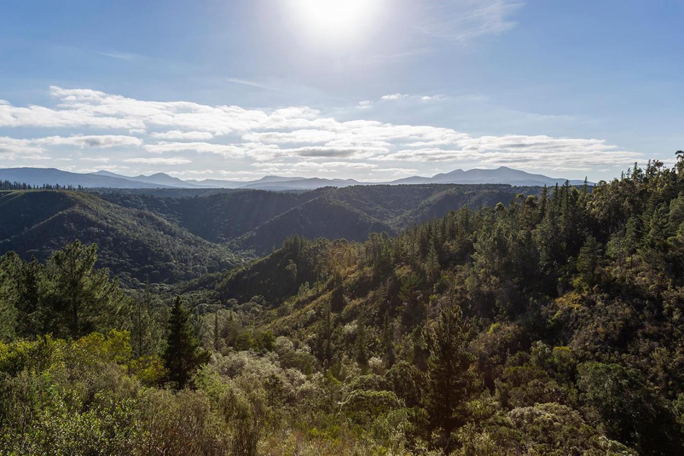 Forest Valley Cottages Knysna Bagian luar foto